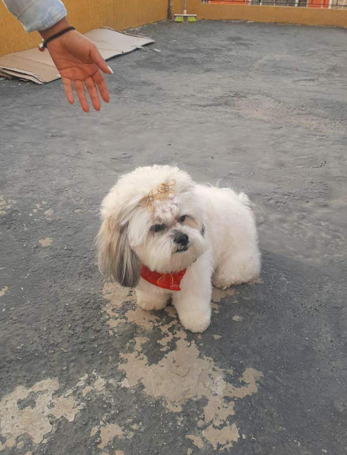 Lilo