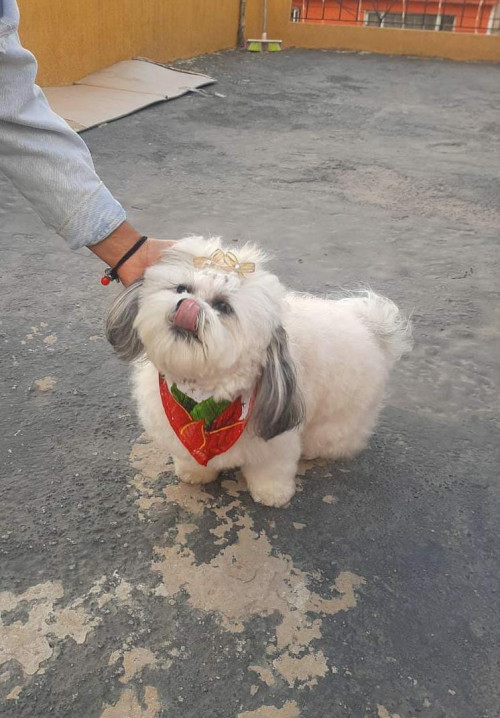 Lilo