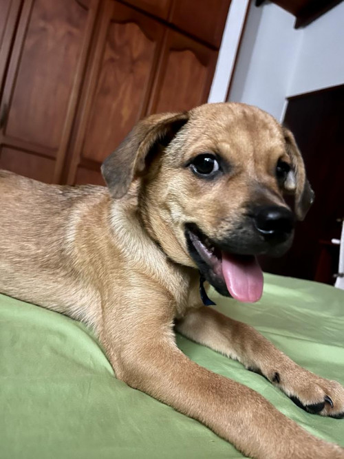 Chucho