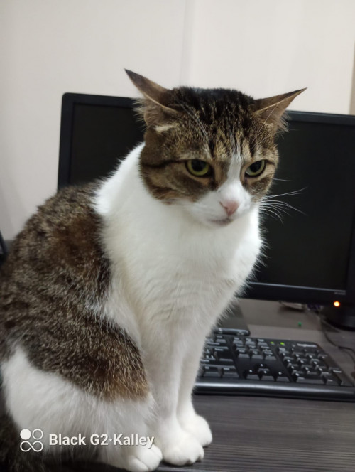 Bella