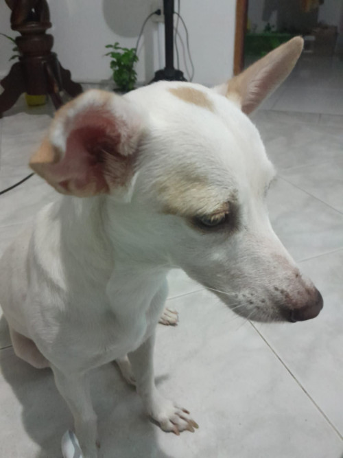 Dulce