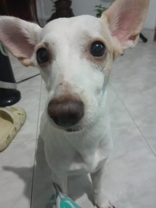 Dulce