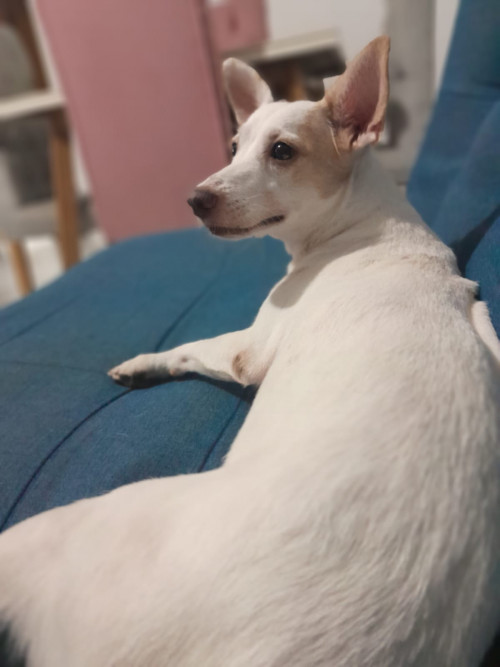 Dulce