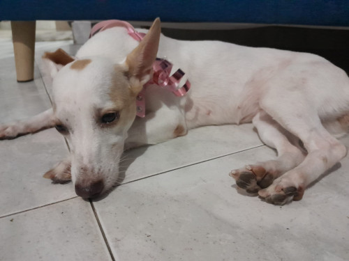 Dulce