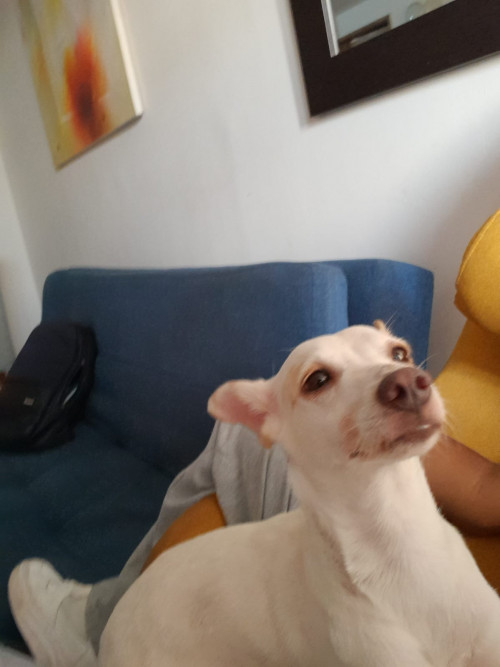 Dulce