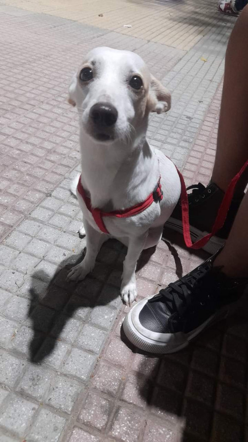 Dulce