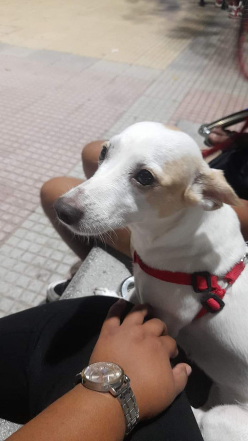 Dulce