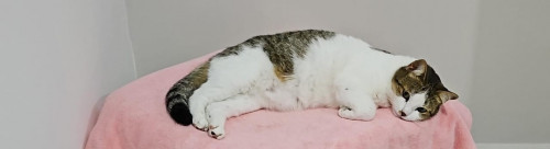 Mía