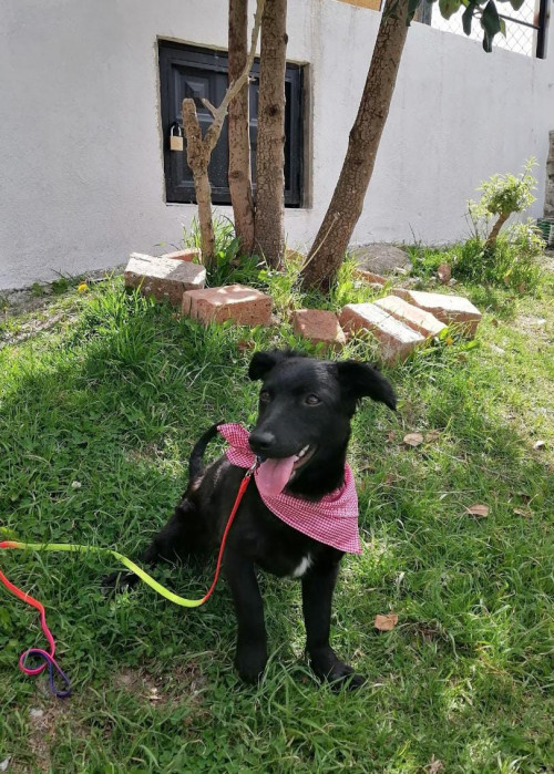 Lila