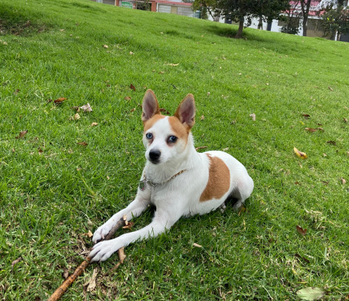 Kiara