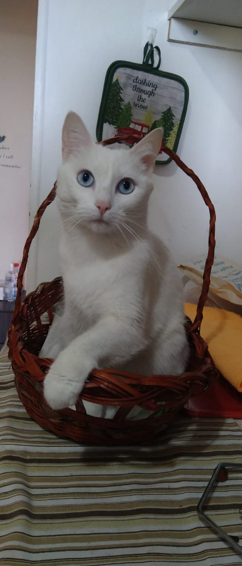 Toña