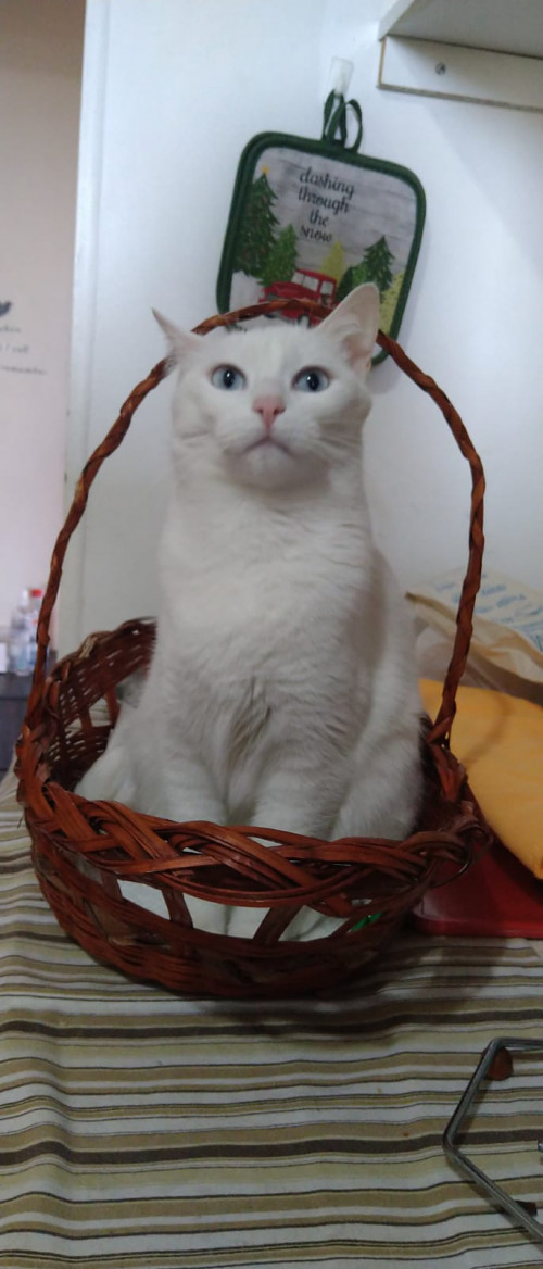 Toña