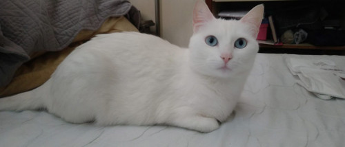 Toña