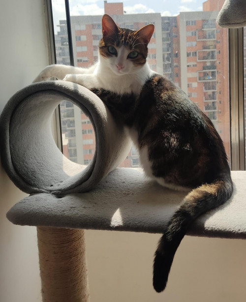 Cheetara
