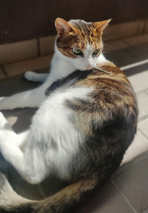 Cheetara