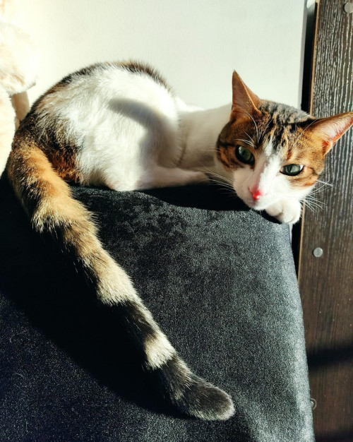 Cheetara