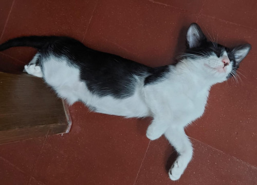 Mía