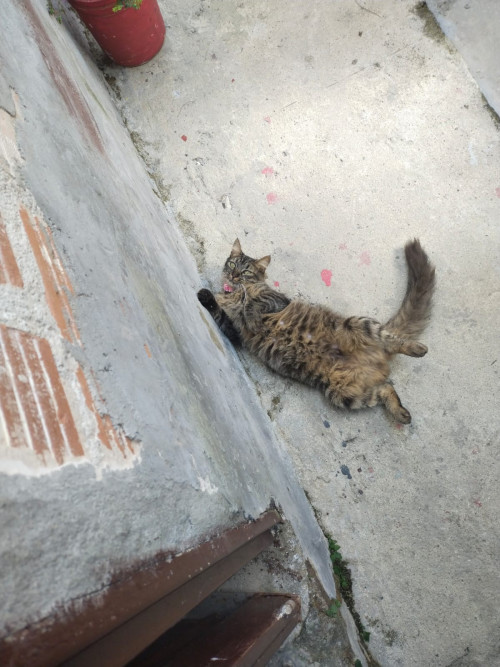 Canela