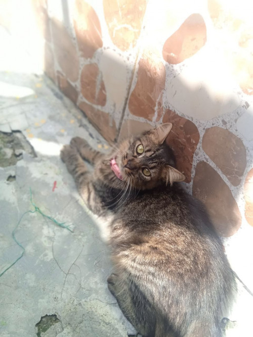 Canela