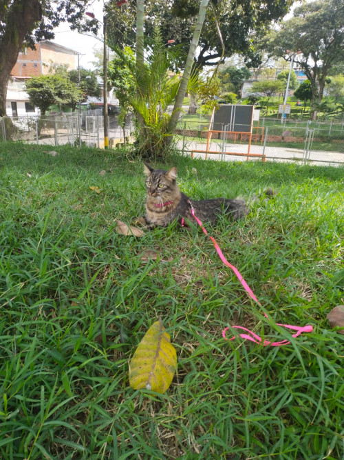 Canela