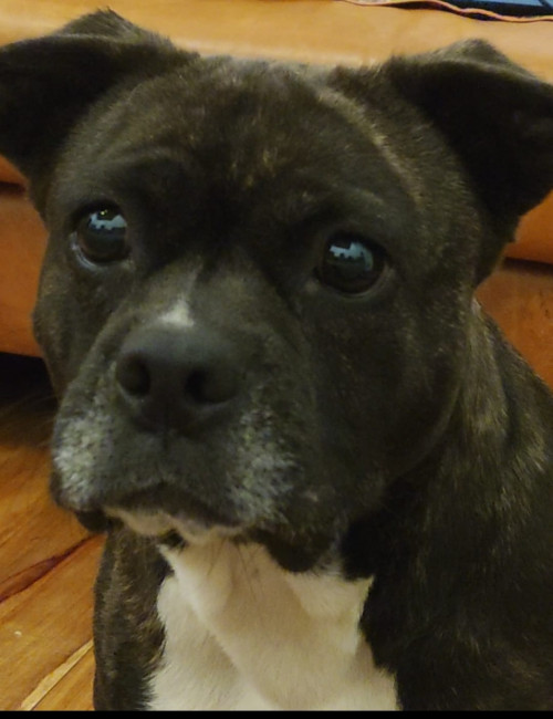 Laika