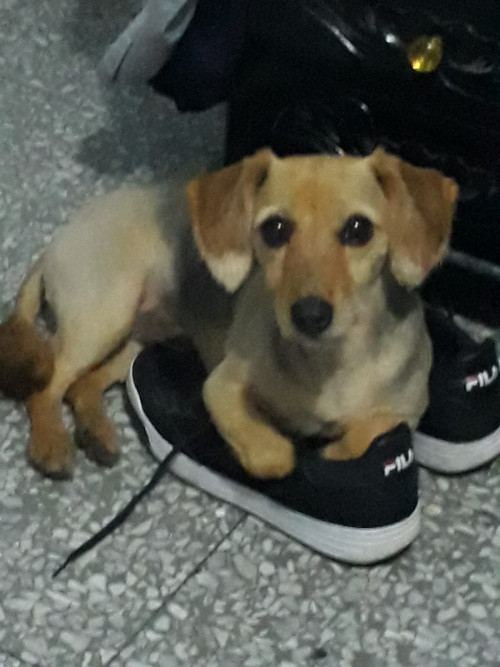 Migas