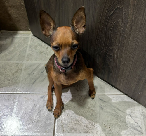 Lulú