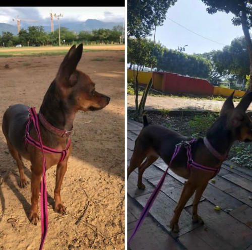 Lulú