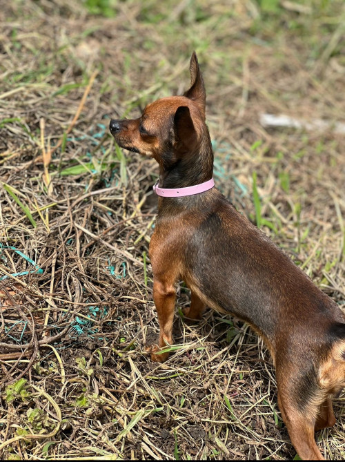 Lulú