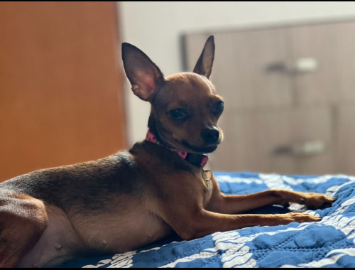 Lulú