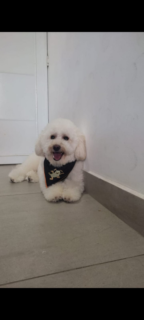 Teddy