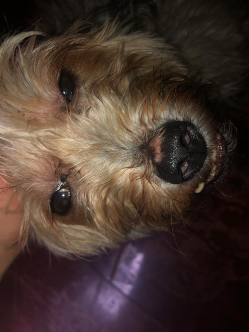 Toby
