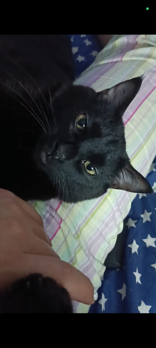 Bruce