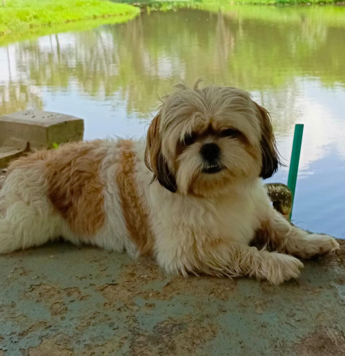 Bruno