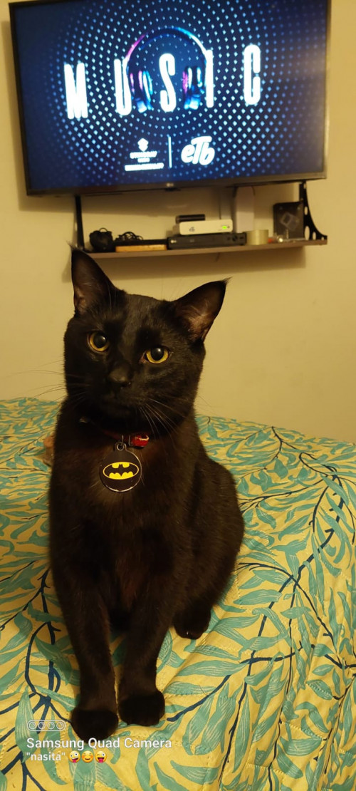 Bruce