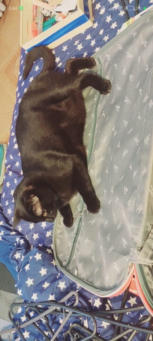 Bruce