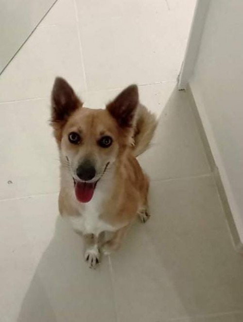 Kaysa