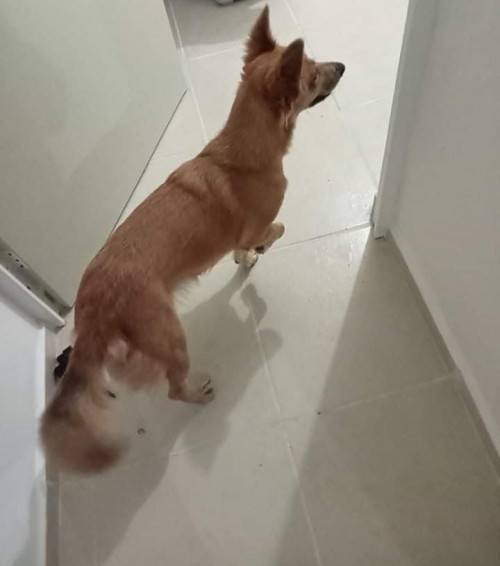 Kaysa