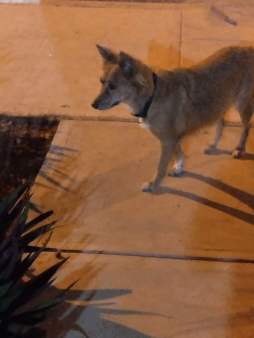 Kaysa