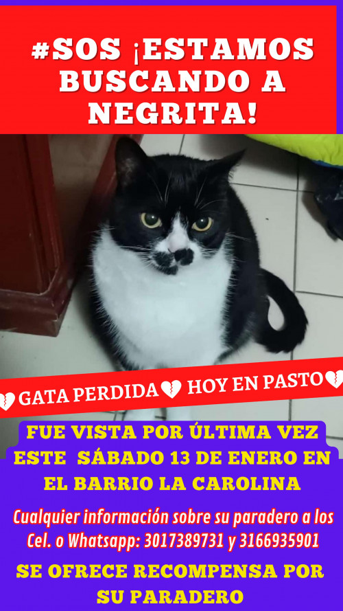 Negrita