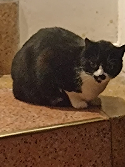 Negrita