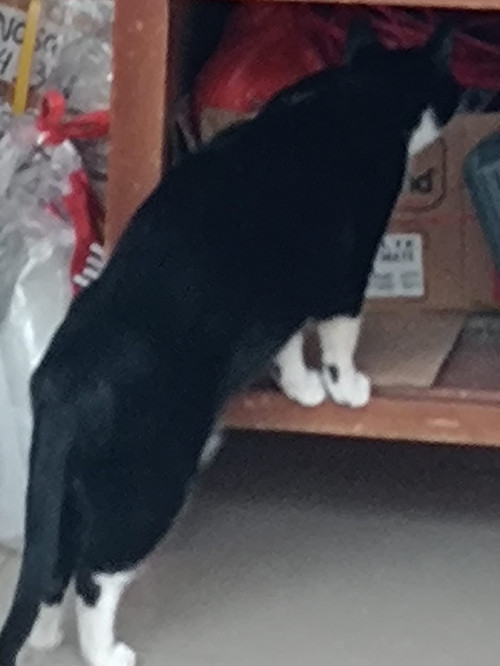 Negrita