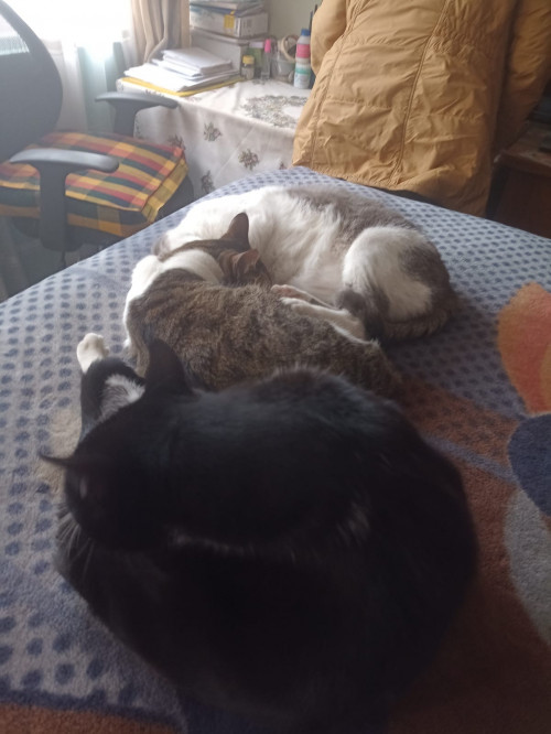 Negrita