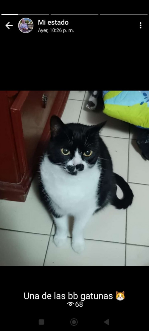 Negrita