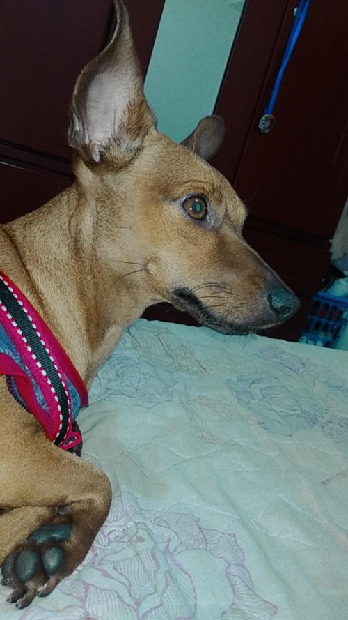 Tobby