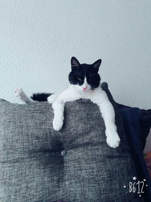 Silvestre