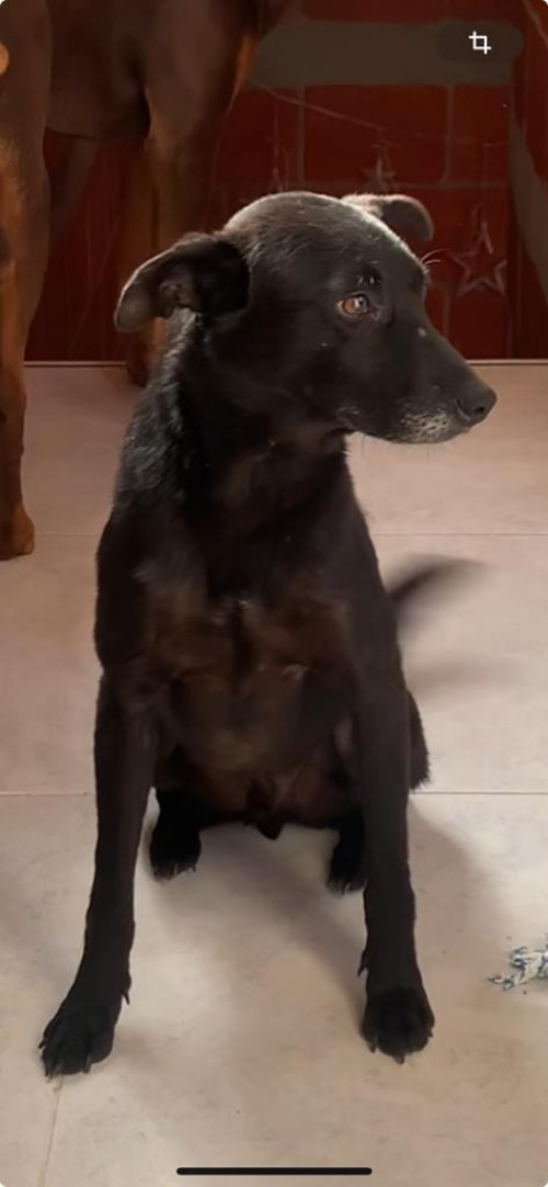 Pantano