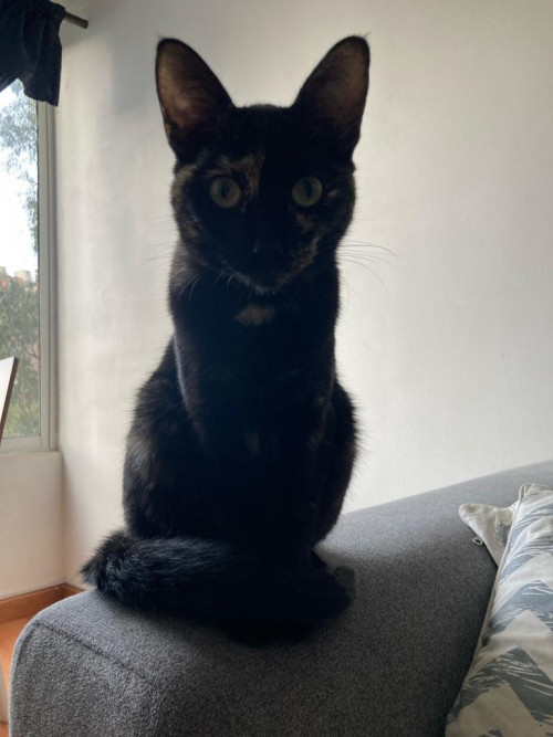 Bella
