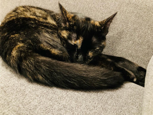 Bella