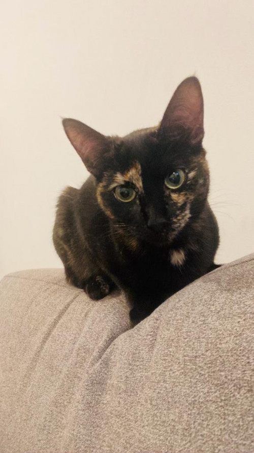 Bella